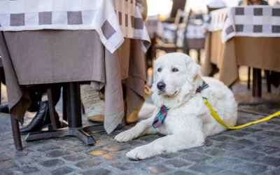 Dogs on the dining patio: Yay or nay? | WBBM Newsradio On-Demand