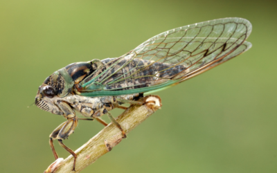 Coming cicada-geddon may not be so scary for adventurous foodies | WBBM Newsradio On-Demand Copy