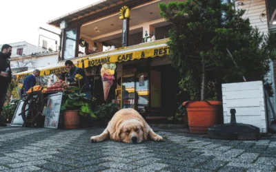 Dogs in Restaurants | WBBM Newsradio On-Demand